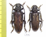 Phryneta sp. Congo - INSECTS-STORE.RU