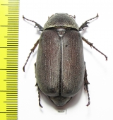 Melolonthinae sp.  Cambodia - INSECTS-STORE.RU