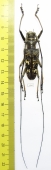 Cerambycidae sp.  Indonesia, Java 43mm - INSECTS-STORE.RU