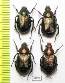 Gnorimus nobilis bolshakovi, pair  Russia, Tula reg. - INSECTS-STORE.RU