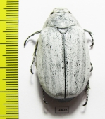 Lepidiota stigma  Indonesia, Sumatra - INSECTS-STORE.RU