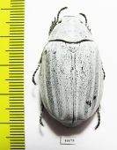 Lepidiota stigma  Indonesia, Sumatra - INSECTS-STORE.RU