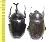 Allomyrina dichotomus, pair  Thailand  55mm - INSECTS-STORE.RU