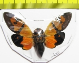Gaeana festiva  Malaysia - INSECTS-STORE.RU