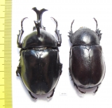 Allomyrina dichotomus, pair  Thailand  58mm - INSECTS-STORE.RU