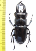 Hexarthrius rhinoceros  Indonesia, Java  70mm - INSECTS-STORE.RU