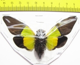 Trengganua sybylla  Malaysia - INSECTS-STORE.RU