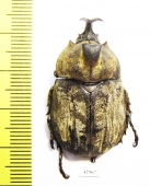 Allomyrina pfeifferi, male  Malaysia - INSECTS-STORE.RU