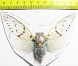 Ayuthia spectabilis  Malaysia - INSECTS-STORE.RU