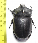 Oryctes gigas, male  Madagascar  69mm - INSECTS-STORE.RU
