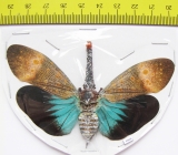 Pyrops pyrorhynchus  Malaysia - INSECTS-STORE.RU