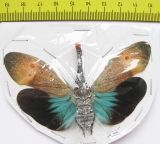 Pyrops pyrorhynchus  Malaysia - INSECTS-STORE.RU