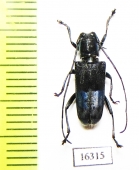 Paraglenea transversefasciata  Laos - INSECTS-STORE.RU