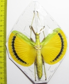 Tagesoidea nigrofasciata, female  Malaysia - INSECTS-STORE.RU