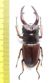 Prosopocoilus astacoides pallidipennis  Indonesia, Sumatra  56mm - INSECTS-STORE.RU