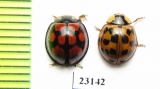 Coccinellidae sp.  South Africa Rep. - INSECTS-STORE.RU