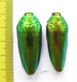 Callopistus castelnaudi, pair  Malaysia - INSECTS-STORE.RU