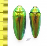 Callopistus castelnaudi, pair  Malaysia - INSECTS-STORE.RU