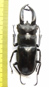 Hexarthrius buqueti  Indonesia, Java 71mm - INSECTS-STORE.RU