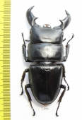 Dorcus titanus yasuokai  Indonesia, Sumatra  80mm - INSECTS-STORE.RU