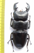 Dorcus titanus yasuokai  Indonesia, Sumatra  79mm - INSECTS-STORE.RU