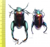Sagra buqueti, pair  Malaysia - INSECTS-STORE.RU