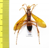 Hymenoptera sp.  Indonesia, Kalimantan - INSECTS-STORE.RU