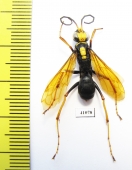 Hymenoptera sp.  Indonesia, Kalimantan - INSECTS-STORE.RU