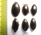 Dytiscidae sp.  Russia, Astrakhan reg. - INSECTS-STORE.RU