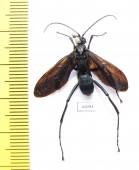 Hymenoptera sp.  Indonesia, Kalimantan - INSECTS-STORE.RU