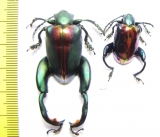 Sagra buqueti, pair  Malaysia - INSECTS-STORE.RU