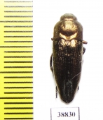 Sphenoptera cuprina  Russia, Astrakhan reg. - INSECTS-STORE.RU