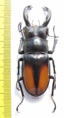 Hexarthrius parryi paradoxus  Indonesia, Sumatra 71mm - INSECTS-STORE.RU