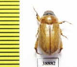 Adoretus nigrifrons  Russia, Astrakhan reg. - INSECTS-STORE.RU