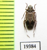 Exocentrus fasciolatus plavilstshikovi  Russia, Far East - INSECTS-STORE.RU