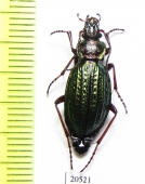 Carabus (Morphocarabus) mestsherjakovi  Russia, Krasnoyarsk reg. - INSECTS-STORE.RU