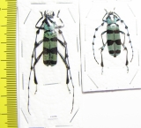 Rosalia lameerei, pair  Thailand - INSECTS-STORE.RU