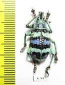 Eupholus mimikanus  Indonesia, Papua - INSECTS-STORE.RU