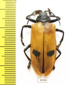 Alurnus boucardi  Colombia 35mm - INSECTS-STORE.RU