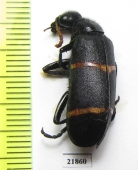 Meloidae sp.  Sudan - INSECTS-STORE.RU