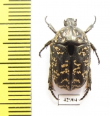 Protaetia guttulata  Indonesia, Moa isl. - INSECTS-STORE.RU