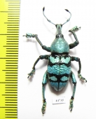 Eupholus porioni  Indonesia, Papua - INSECTS-STORE.RU