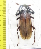 Macrotoma pascoei  Malaysia, Borneo  70mm - INSECTS-STORE.RU