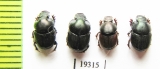 Onthophagus sp.  Argentina - INSECTS-STORE.RU