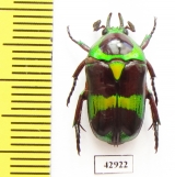 Mystroceros rouyeri  Indonesia, Sumatra - INSECTS-STORE.RU