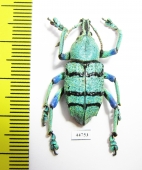 Eupholus geoffroyi  Indonesia, Papua - INSECTS-STORE.RU