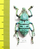 Eupholus geoffroyi  Indonesia, Papua - INSECTS-STORE.RU