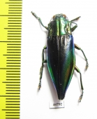 Cyphogastra calepyga  Indonesia, Kei isl. - INSECTS-STORE.RU