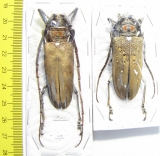 Batocera rufomaculata, pair  Thaiald  55/52mm - INSECTS-STORE.RU