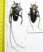 Nemophas batoceroides, pair  Indonesia, Timor isl.  44mm - INSECTS-STORE.RU